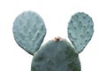 Opuntia robusta cactus isolated on white background