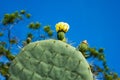 Opuntia robusta, wheel cactus blossoms, detail, botanic Royalty Free Stock Photo