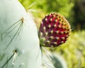 Opuntia robusta, wheel cactus blossoms, detail, botanic Royalty Free Stock Photo