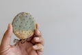 Opuntia Santa Rita Prickly Pear bare roots cactus holding in hand Royalty Free Stock Photo