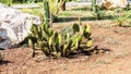 Opuntia small cactus with segmented leaves and pricks on dry ground side view