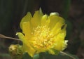 Opuntia stricta