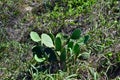 Opuntia stricta cactus plant growing in Noosa National Park Royalty Free Stock Photo