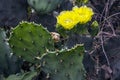 A colorful Opuntia stricta cactus was found in rural Bengal