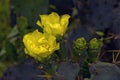 A colorful Opuntia stricta cactus was found in rural Bengal