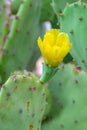 Opuntia stricta