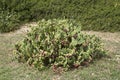 Opuntia stricta plant close up