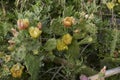 Opuntia stricta plant close up