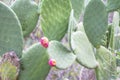 Opuntia stricta plant