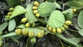 Opuntia stricta - Prickly pear cactus - Lanzarote, Canary Islands Royalty Free Stock Photo