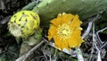 Opuntia stricta - Prickly pear cactus - Lanzarote, Canary Islands Royalty Free Stock Photo