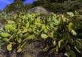 Opuntia stricta - Prickly pear cactus - Vernazza, Cinque Terre, Italy Royalty Free Stock Photo