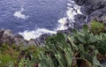 Opuntia stricta - Prickly pear cactus - Vernazza, Cinque Terre, Liguria, Italy Royalty Free Stock Photo