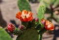 Opuntia tomentosa. Cactus plants and flowers in botanical garden