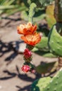 Opuntia tomentosa. Cactus plants and flowers in botanical garden