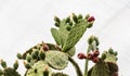 Opuntia tomentosa. Cactus plants and flowers in botanical garden