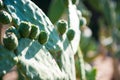 Opuntia Tomentosa