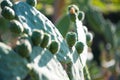 Opuntia Tomentosa