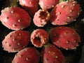 Opuntia Tuna 4 Royalty Free Stock Photo