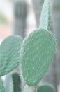 Opuntia tuna, Angiosperms or Opuntia or Cactaceae or Tuna Cactus or Prickly Pears