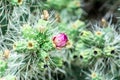 Opuntia Tunicata Flowers Blooming in Summer Royalty Free Stock Photo