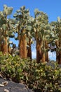 Opuntias in botanical garden in Fuerteventura island