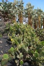 Opuntias in botanical garden in Fuerteventura island