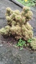 Close capture of opuntias plant grown on a stone