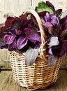 Orach in a Basket Royalty Free Stock Photo