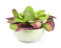 Orach, red lettuce Royalty Free Stock Photo