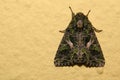 Orache Moth (Trachea atriplicis) sitting on the wall