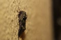 Orache Moth (Trachea atriplicis) sitting on the wall