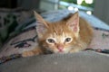 Orange Tabby Kitten Royalty Free Stock Photo