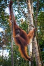 An oragutan eats bananas in a tree in Borneo