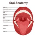 Oral cavity. Human mouth anatomy model. Open human mouth Royalty Free Stock Photo