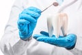 Oral dental hygiene. Healthy white tooth model and dentist mirror instrument in dentist hands and rubber gloves