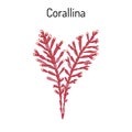 orallina officinalis, seaweed, medicinal plant.