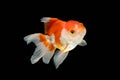 Oranda gold fish isolated Royalty Free Stock Photo