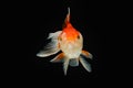 Oranda gold fish isolated