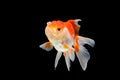 Oranda gold fish isolated