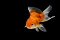 Oranda gold fish isolated Royalty Free Stock Photo