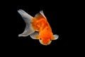 Oranda gold fish isolated Royalty Free Stock Photo