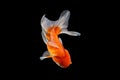 Oranda gold fish isolated Royalty Free Stock Photo