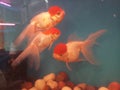 oranda gold fish Royalty Free Stock Photo