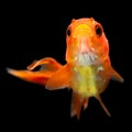 Oranda Goldfish Fry