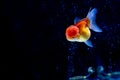 Oranda Goldfish swimming in the tank with oxygen bubbles. Royalty Free Stock Photo