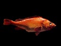 orane sea fish isolated