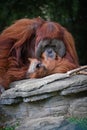 Orang hutan on green background Royalty Free Stock Photo