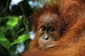 Orang oetan baby Royalty Free Stock Photo