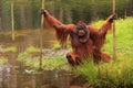 Orang outan crossing water pool Royalty Free Stock Photo